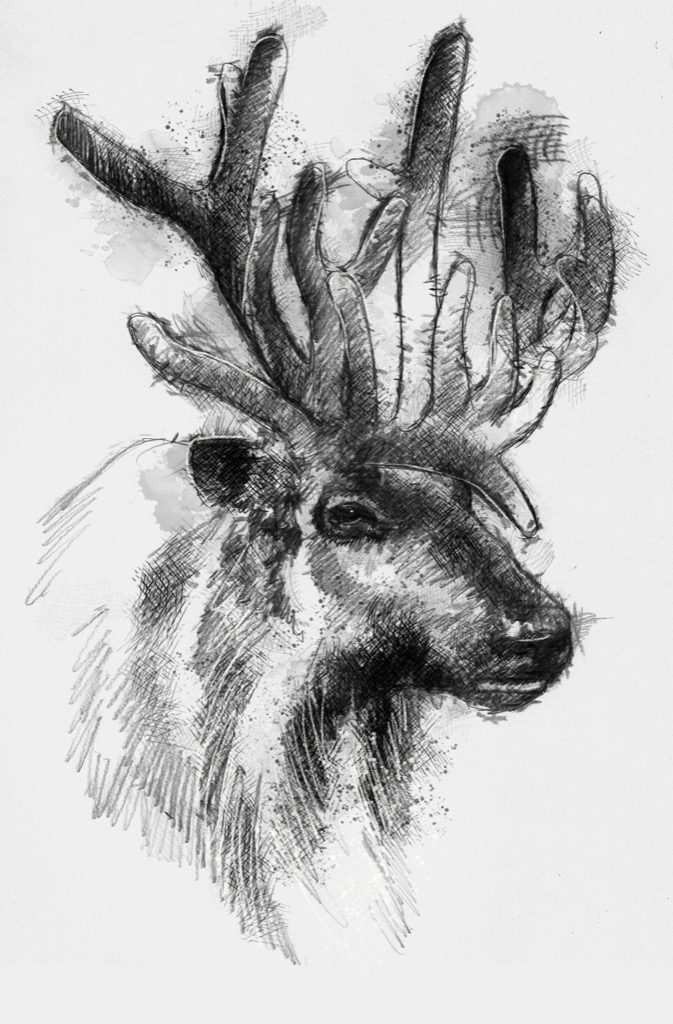 Reindeer | SeanBriggs