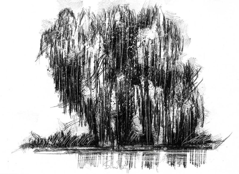 Willow tree | SeanBriggs