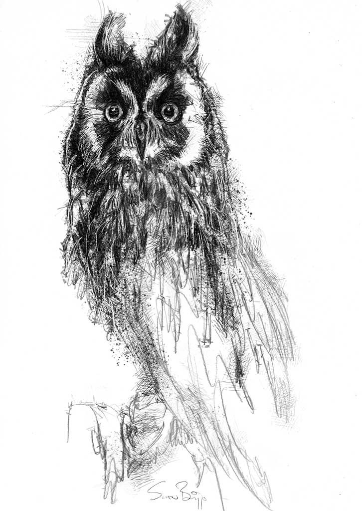 Owl | SeanBriggs