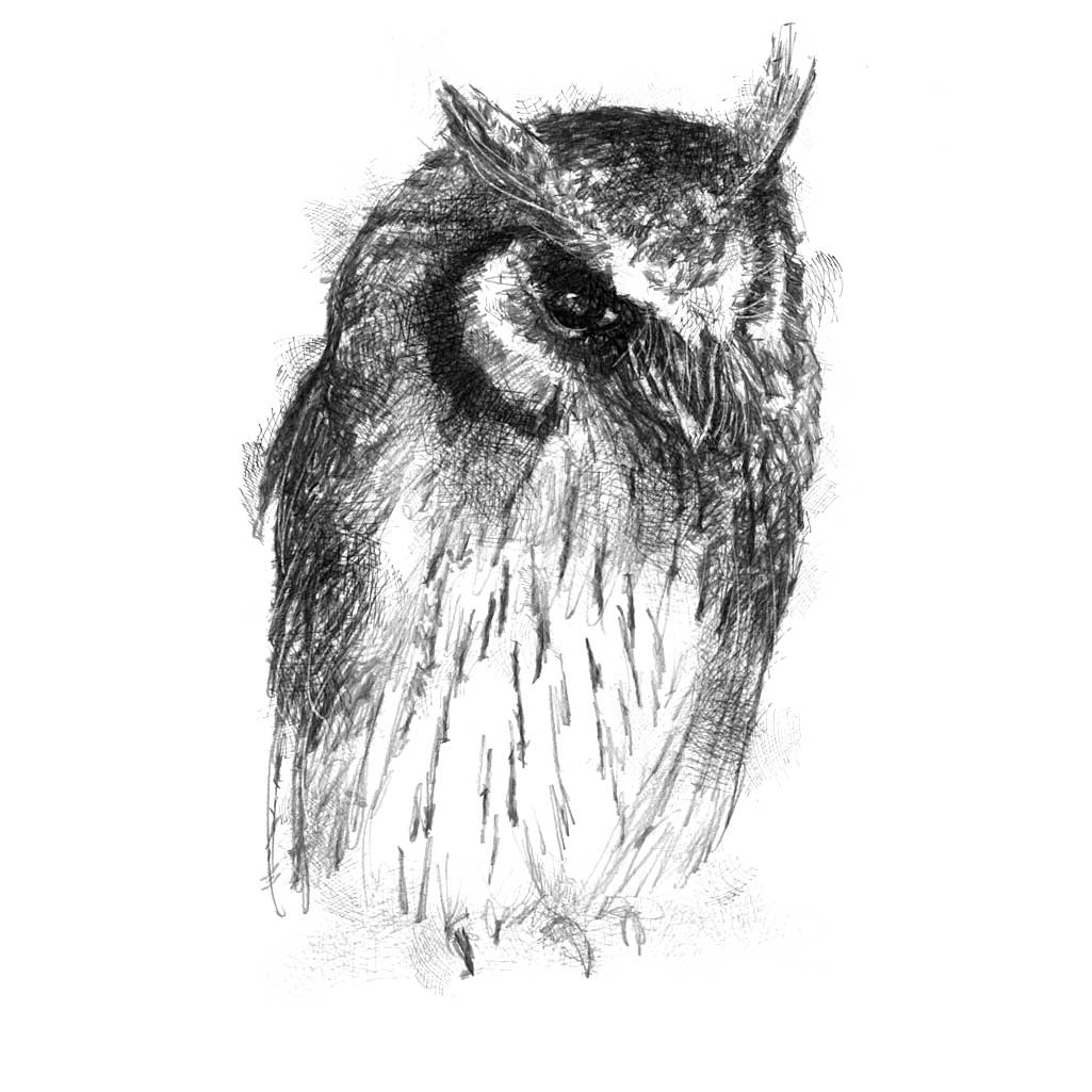 Long eared owl sketch | SeanBriggs