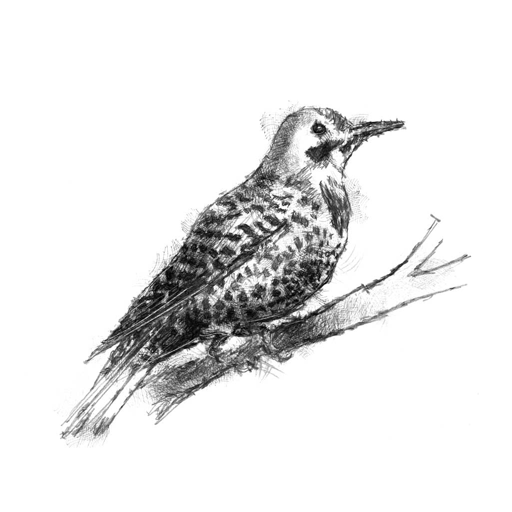 Original woodpecker sketch | SeanBriggs
