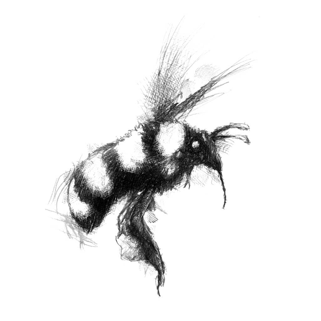 Bumble bee sketch | SeanBriggs