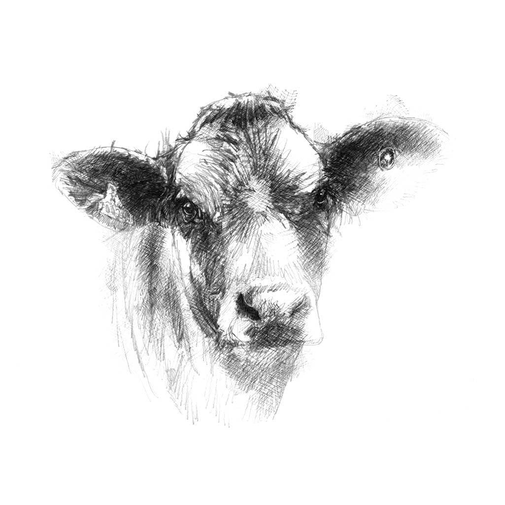 Original Calf sketch | SeanBriggs