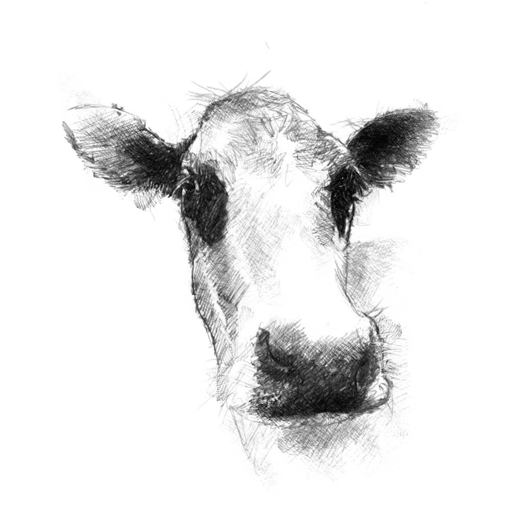 Cow face sketch | SeanBriggs