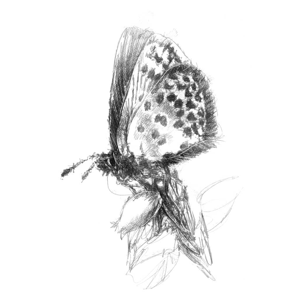 Fritillary butterfly sketch | SeanBriggs