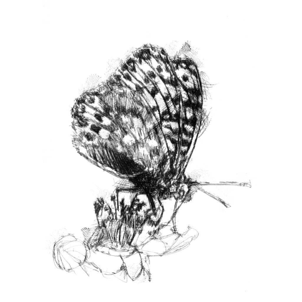 Страшная бабочка рисунок