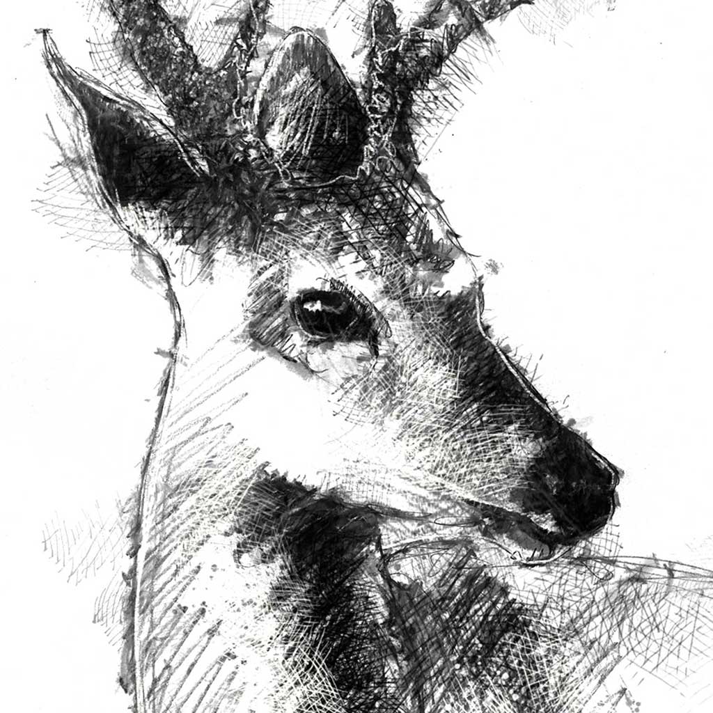 White Tailed Deer 