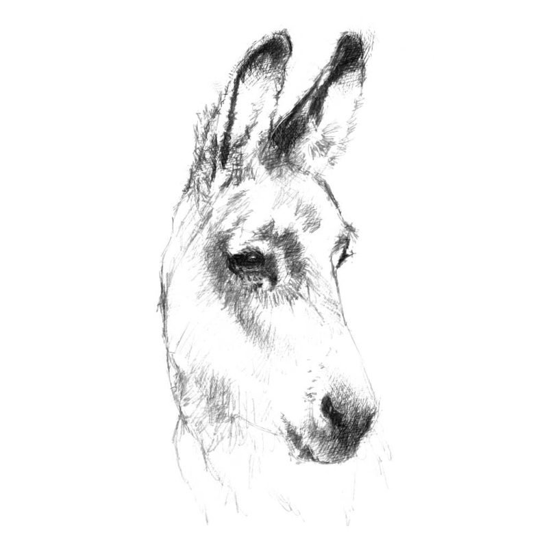 Donkey sketch | SeanBriggs