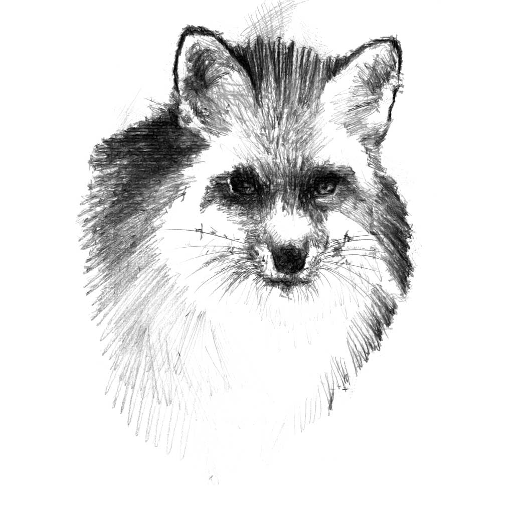 Red Fox Sketch Seanbriggs