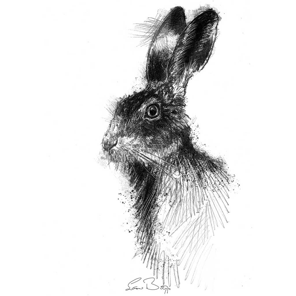 Brown hare sketch | SeanBriggs