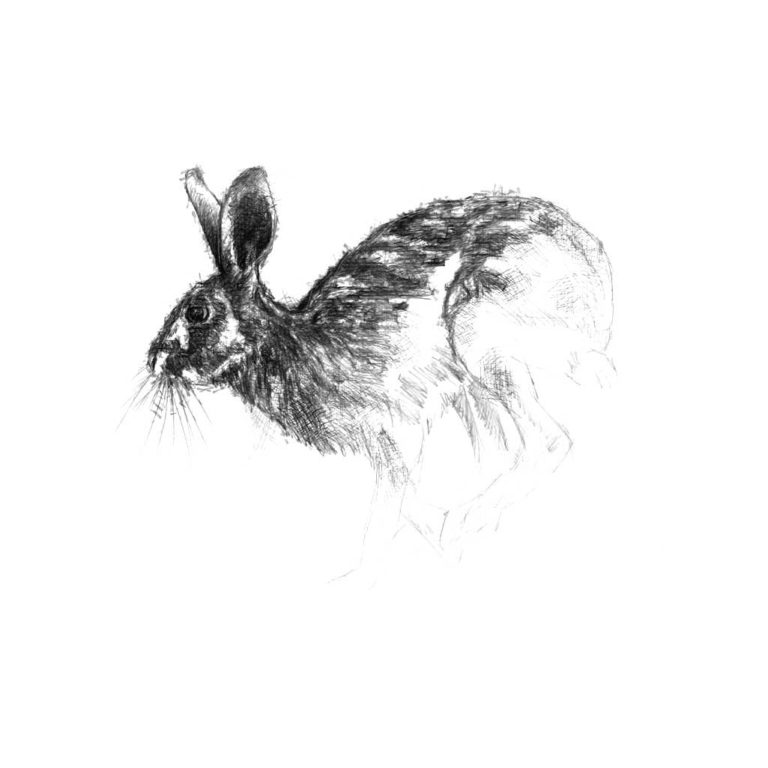 Brown hare sketch | SeanBriggs