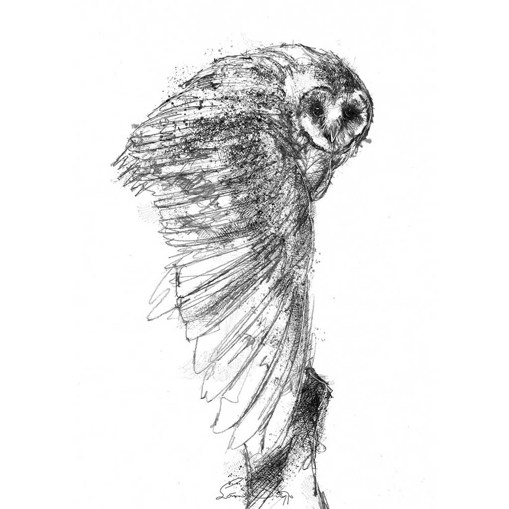 Barn owl sketch | SeanBriggs