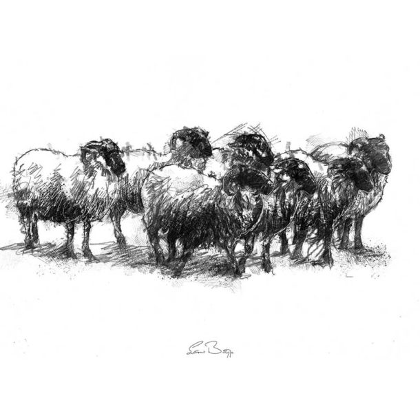 Original Sheep flock sketch | SeanBriggs