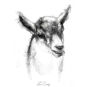 Original Goat kid sketch | SeanBriggs