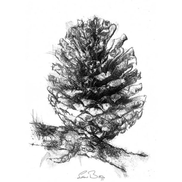 Original Pine cone sketch | SeanBriggs