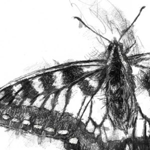Original swallowtail butterfly sketch | SeanBriggs