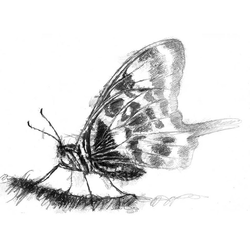 Original swallowtail butterfly sketch | SeanBriggs