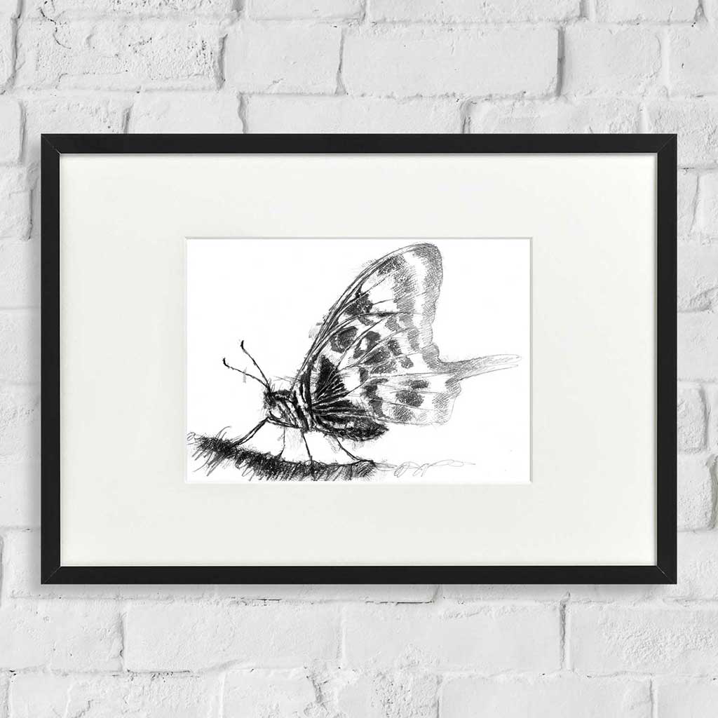 Original swallowtail butterfly sketch | SeanBriggs