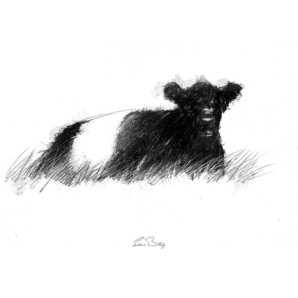 Original Belted galloway sketch | SeanBriggs