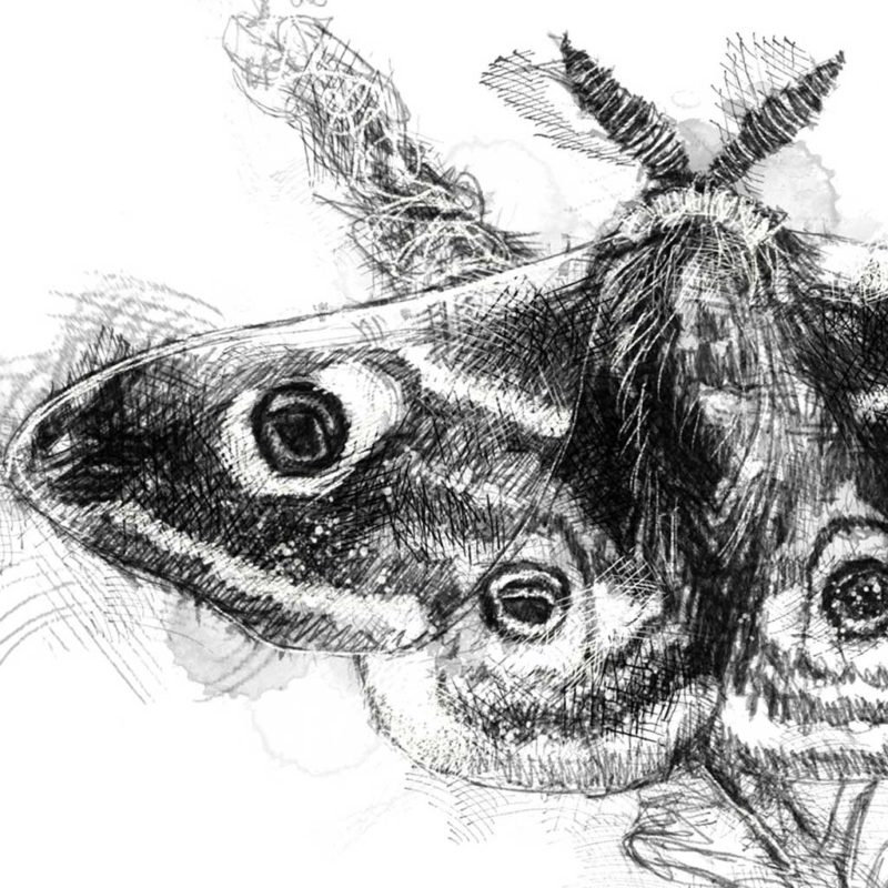 Original Emperor moth sketch | SeanBriggs