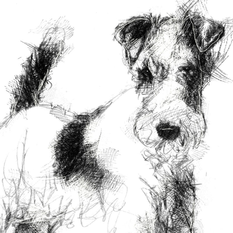 Original Fox terrier sketch | SeanBriggs