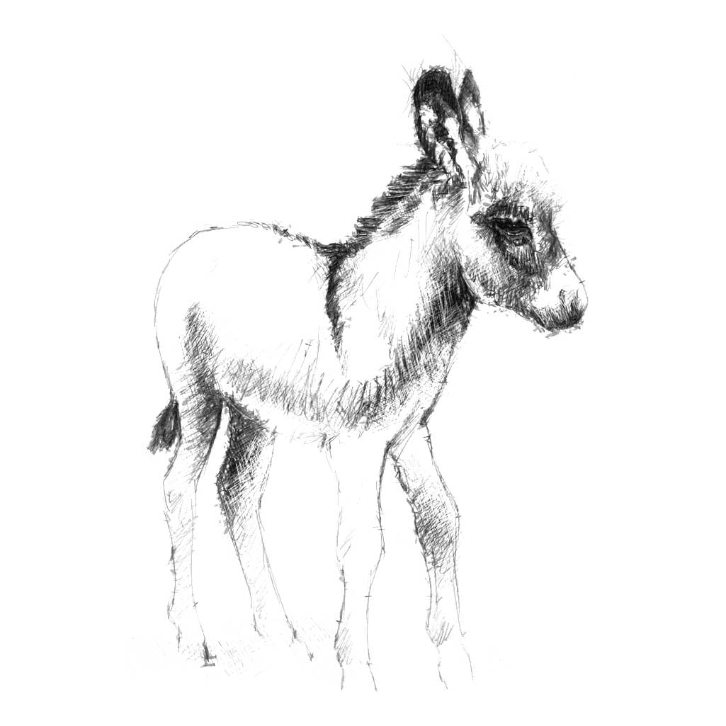 Original Donkey foal sketch SeanBriggs
