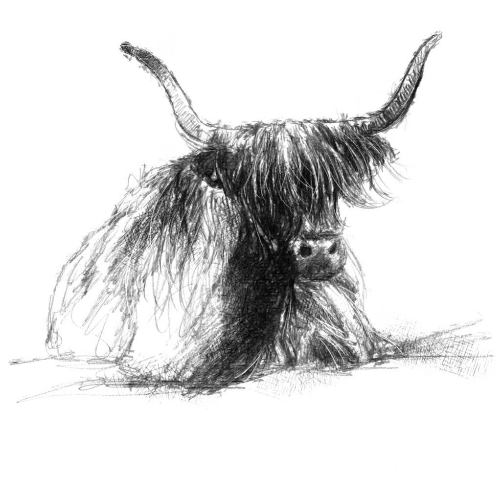 Original Highland cow sketch SeanBriggs