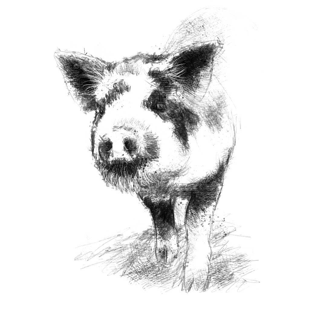 Зарисовки животных свинья