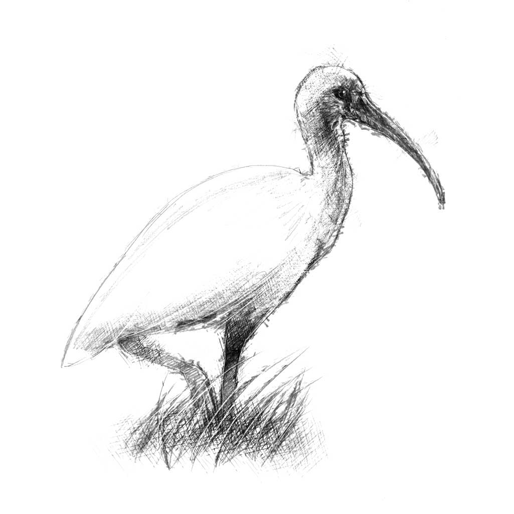 Original White ibis sketch SeanBriggs
