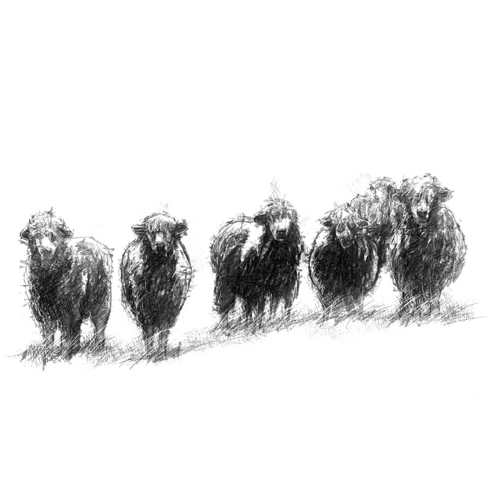 herd of sheep drawing