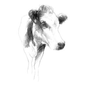 Original Cow Face Sketch 