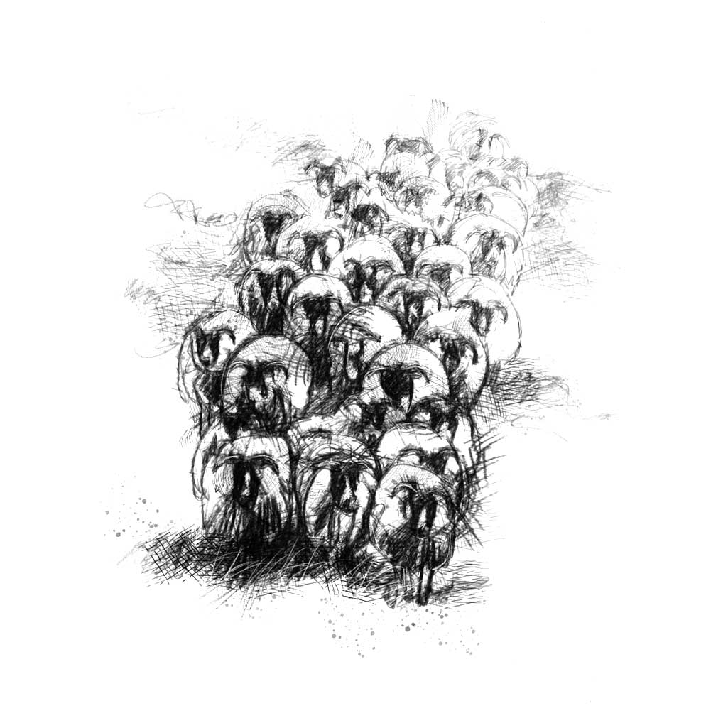 herd of sheep drawing