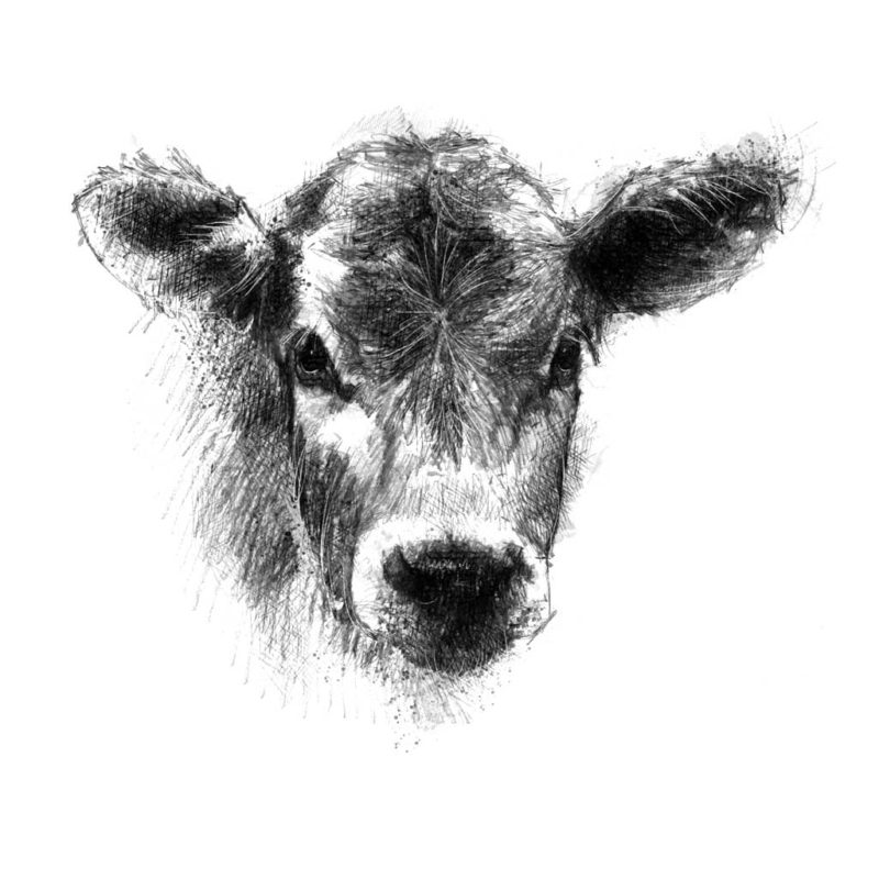 Original Jersey calf sketch | SeanBriggs