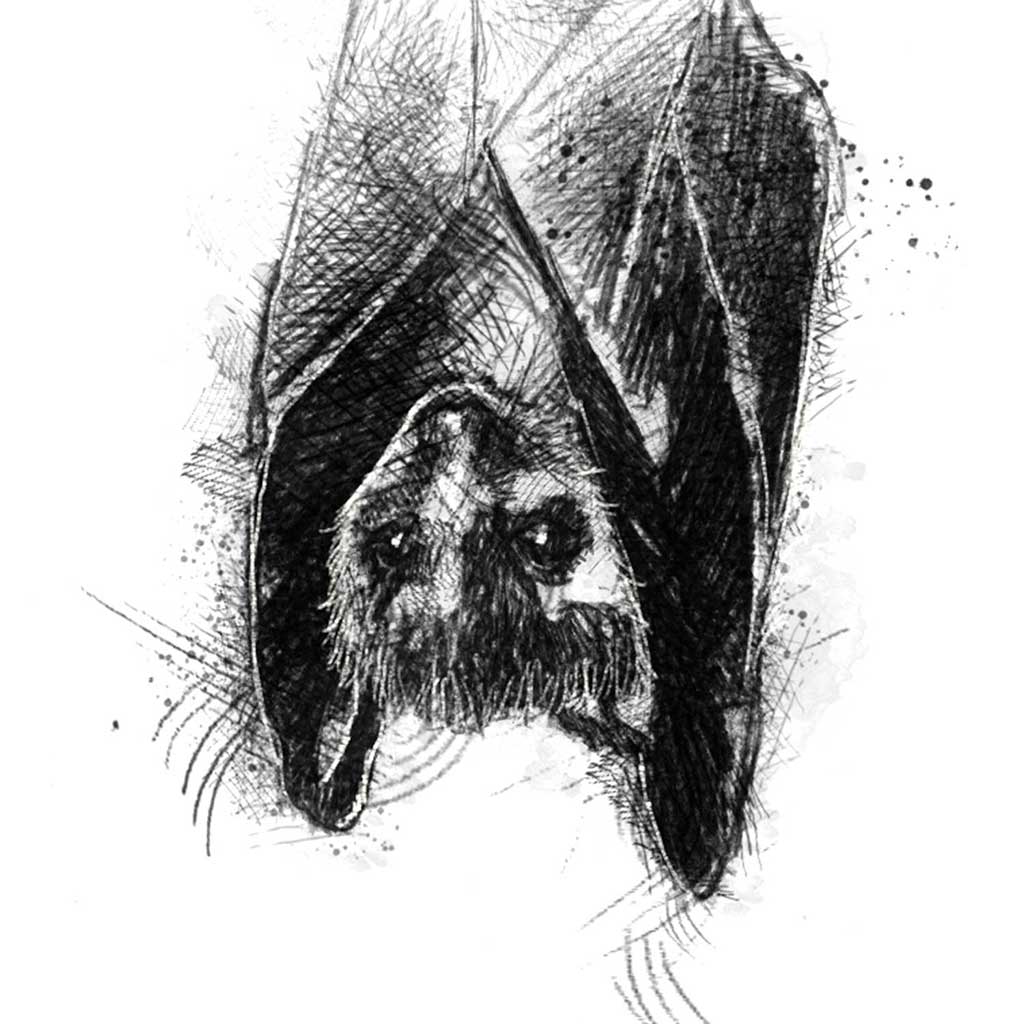 Original Bat sketch SeanBriggs