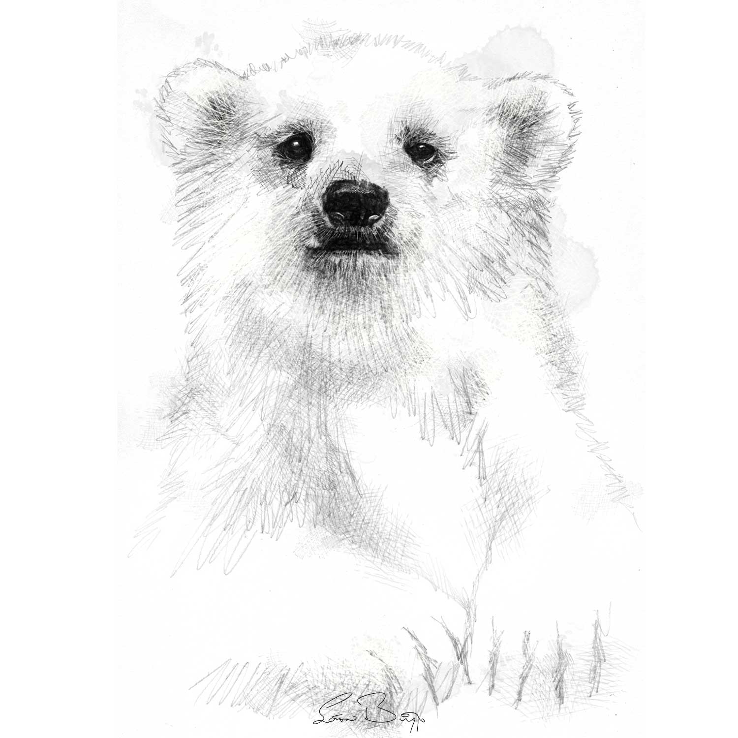 Original Polar bear cub sketch SeanBriggs