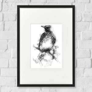 Original Thrush sketch | SeanBriggs