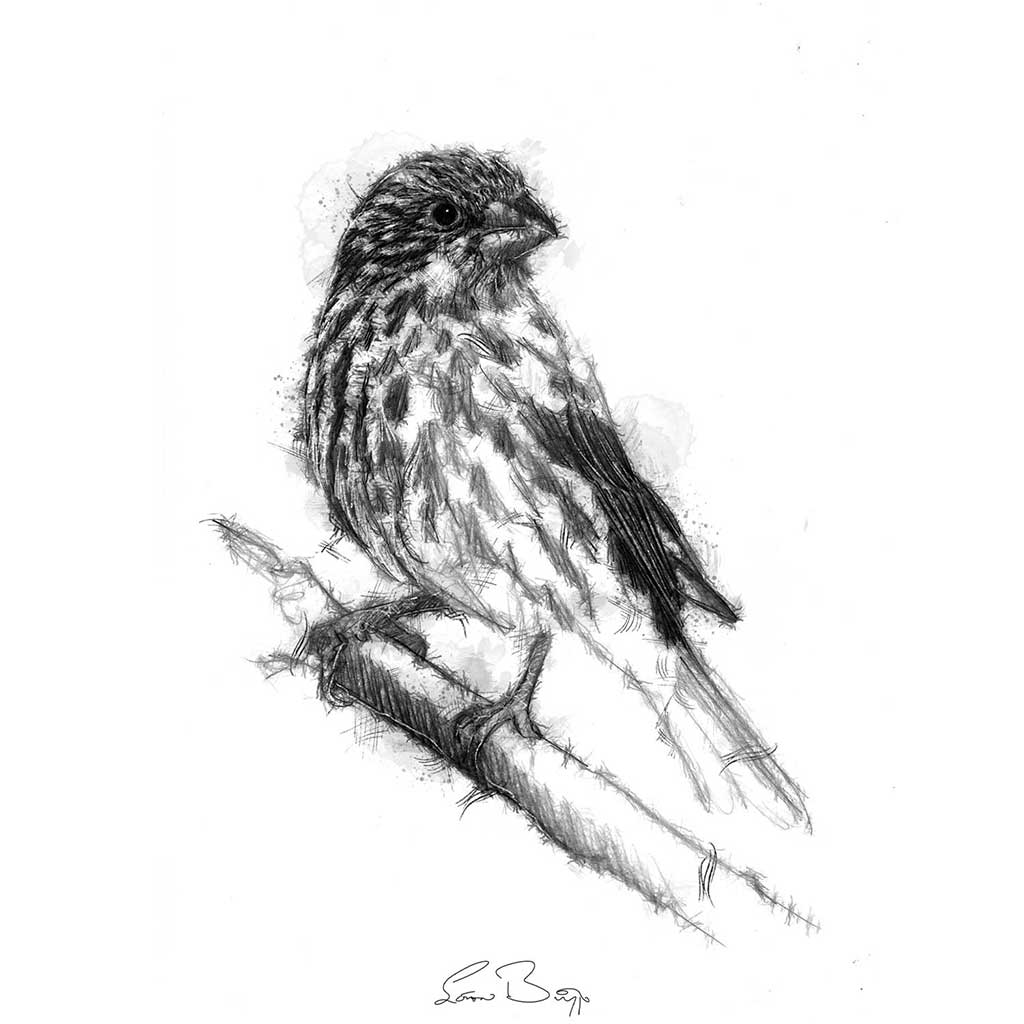 Original House finch sketch | SeanBriggs