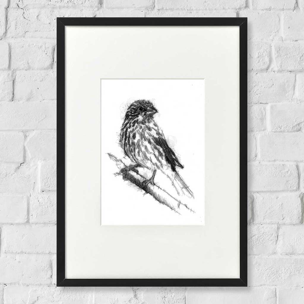 Original House finch sketch | SeanBriggs