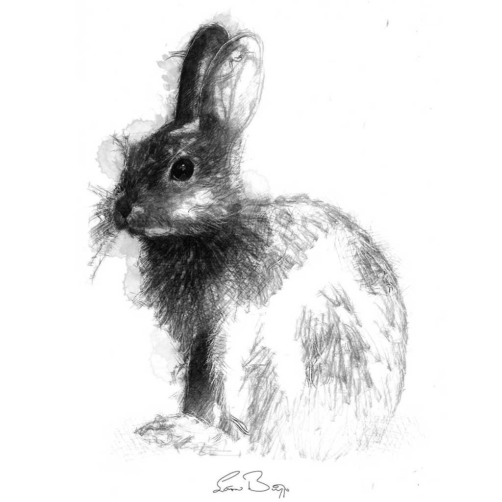 Original Rabbit sketch | SeanBriggs