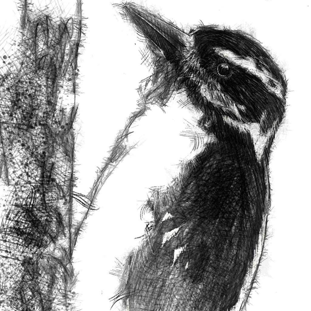 Original Woodpecker sketch | SeanBriggs