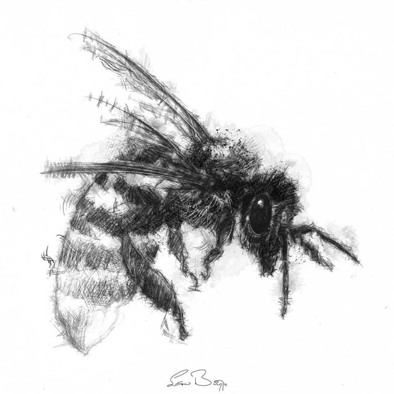 Original Honey bee sketch | SeanBriggs