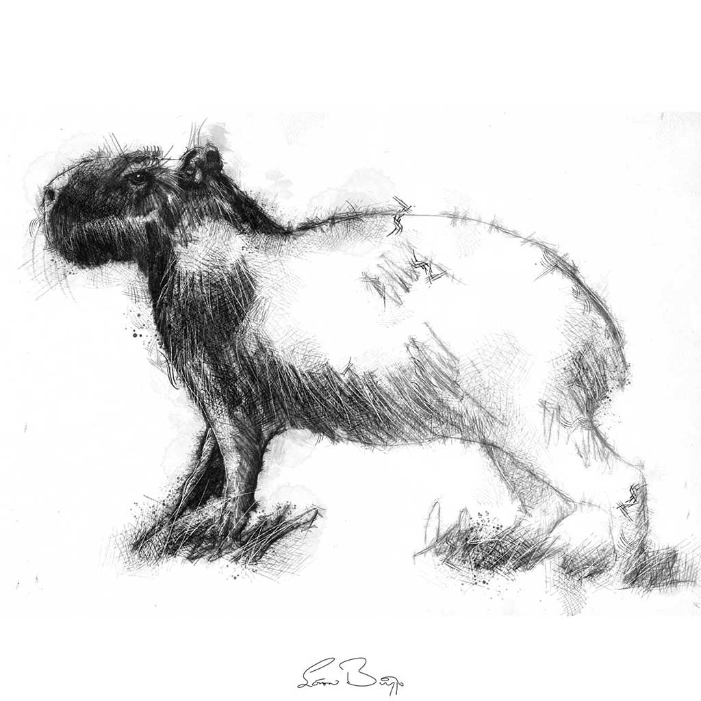 Capybara drawing