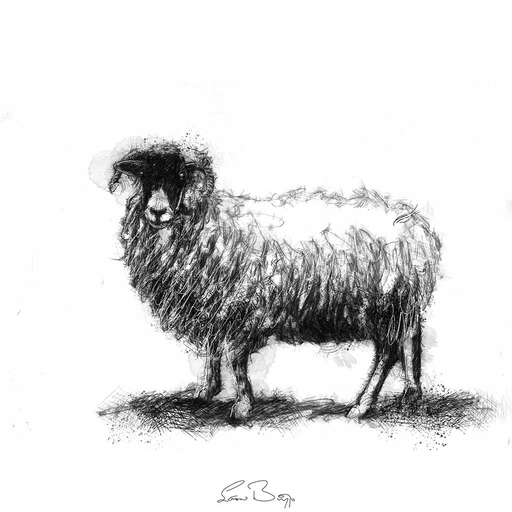 Original sheep ewe sketch | SeanBriggs