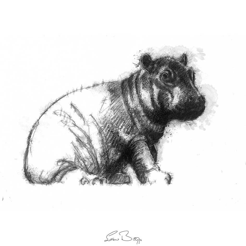 Original Baby Hippo Sketch Seanbriggs