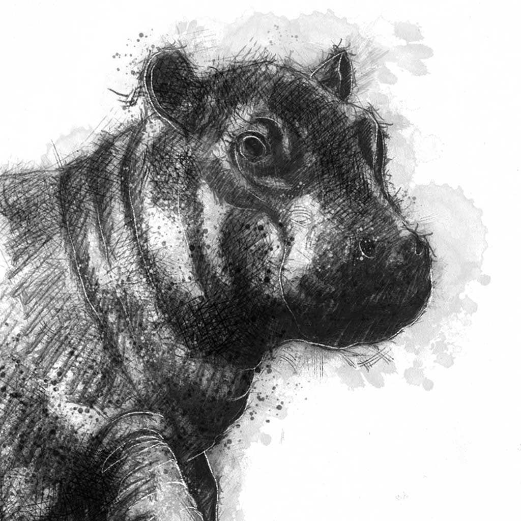 Original Baby hippo sketch | SeanBriggs