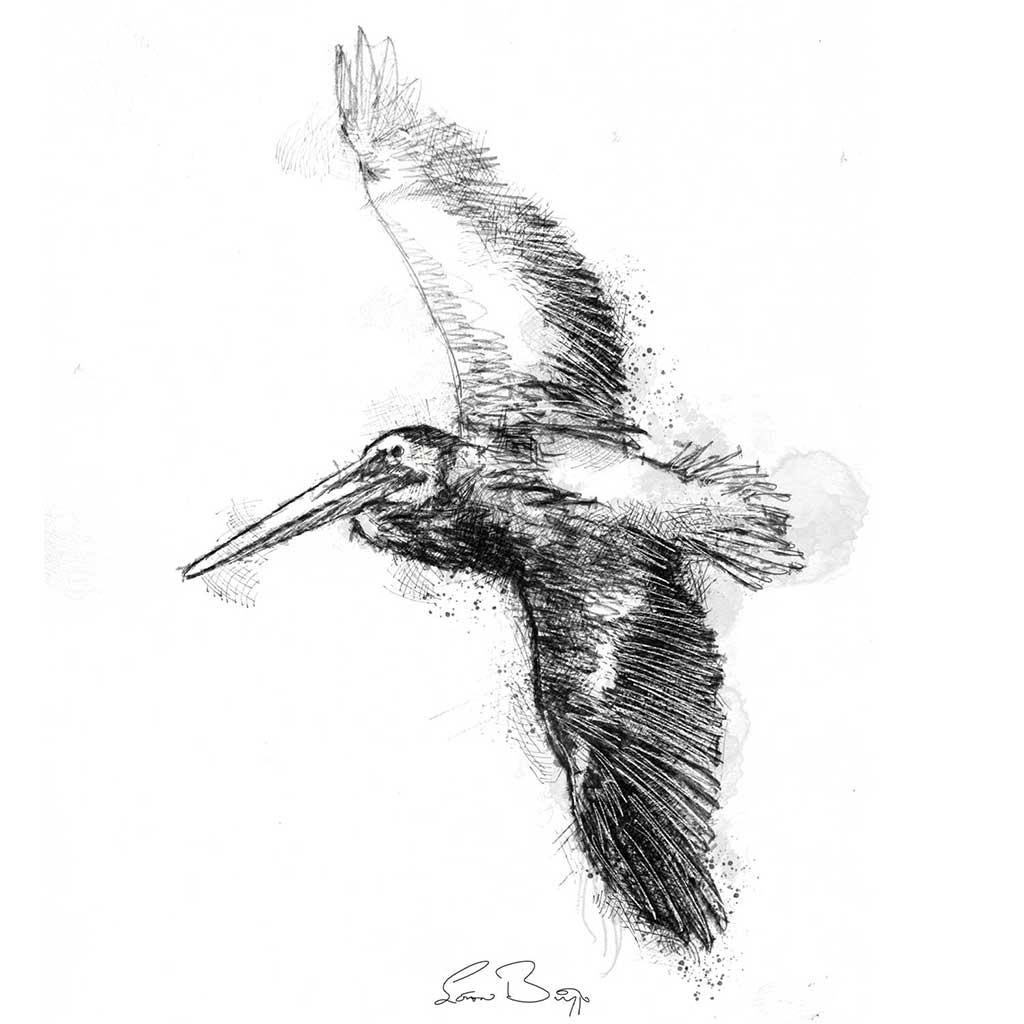 Original Pelican flight sketch | SeanBriggs