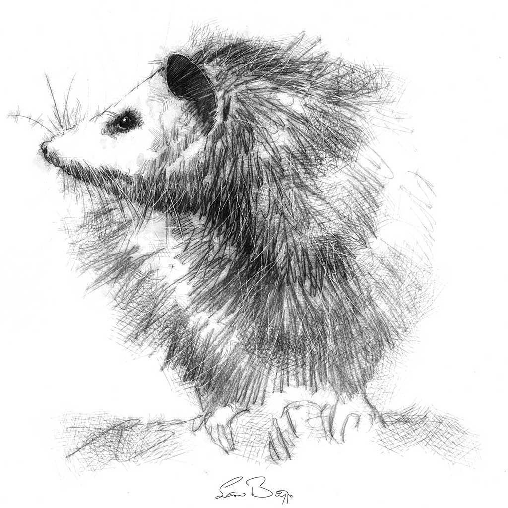 Original possum sketch SeanBriggs