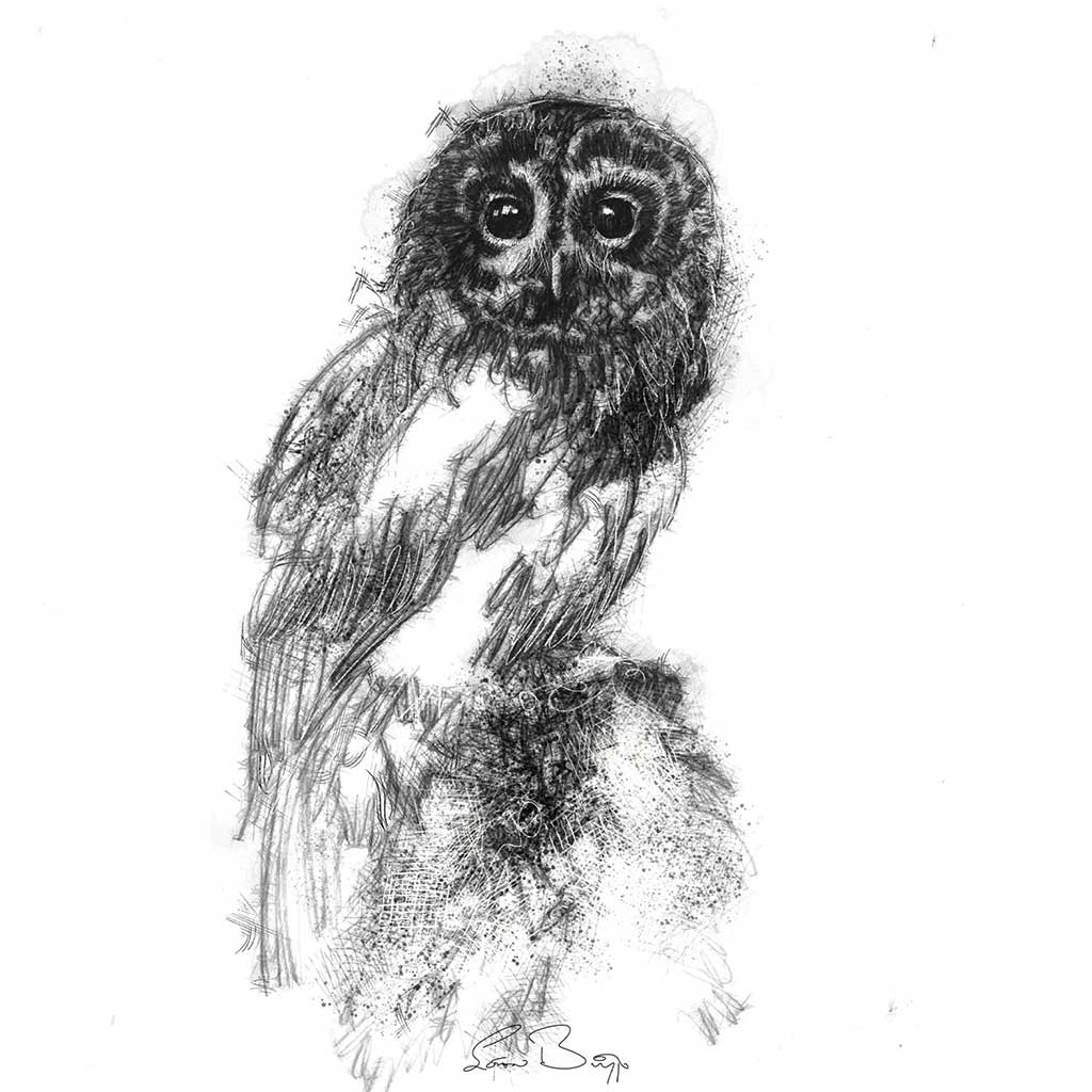 Original Tawny owl sketch | SeanBriggs