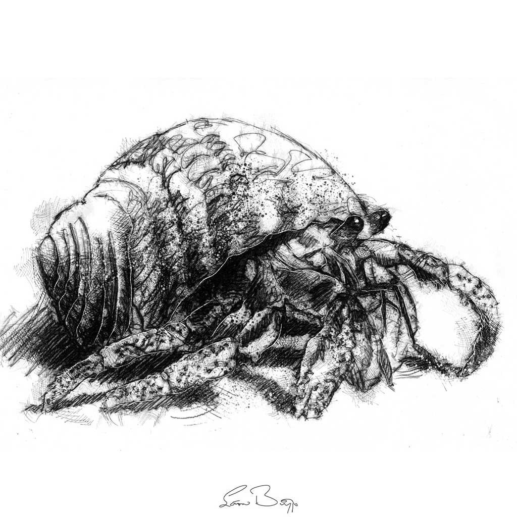 Original Hermit crab sketch SeanBriggs