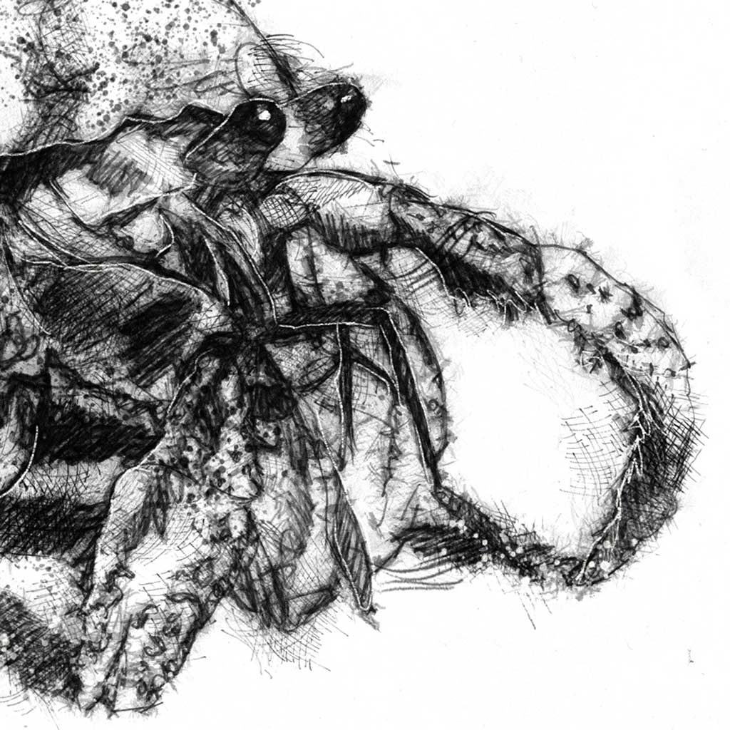 Original Hermit crab sketch | SeanBriggs